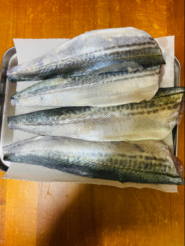 サゴシの釣果