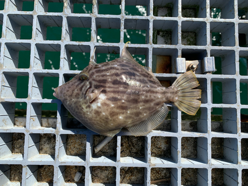 カワハギの釣果