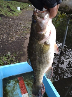 ラージマウスバスの釣果