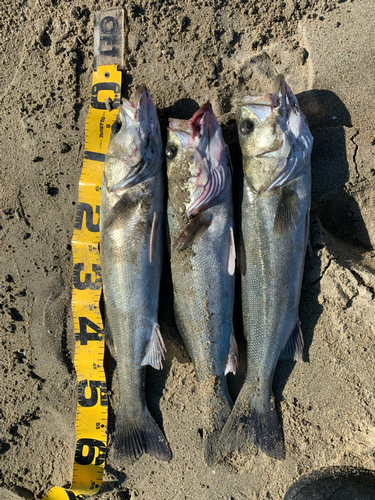 シーバスの釣果