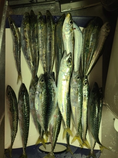 サバの釣果