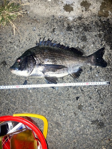 チヌの釣果