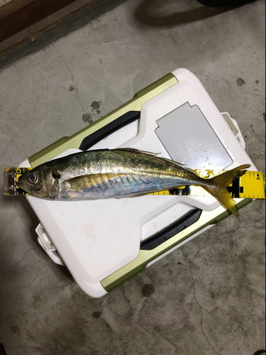 マアジの釣果