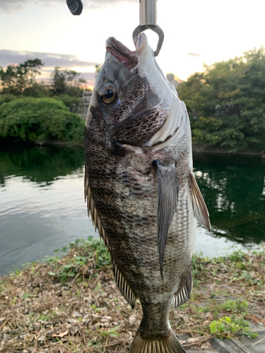 クロダイの釣果