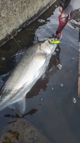 シーバスの釣果