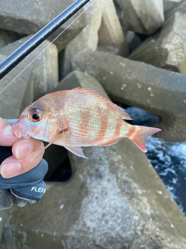 タイの釣果