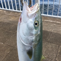 メジロの釣果