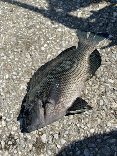 グレの釣果