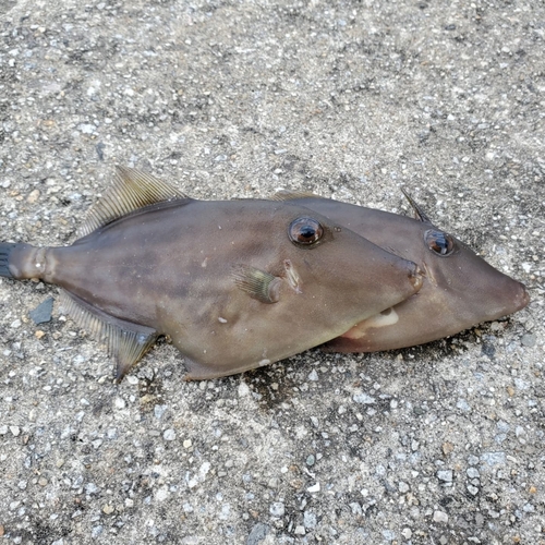 ウマヅラハギの釣果