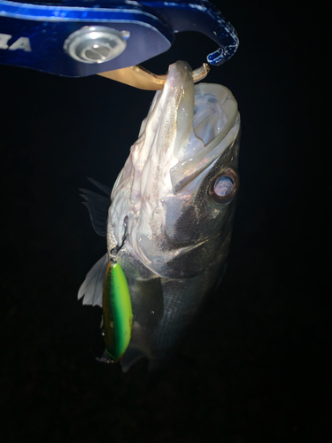 セイゴ（マルスズキ）の釣果