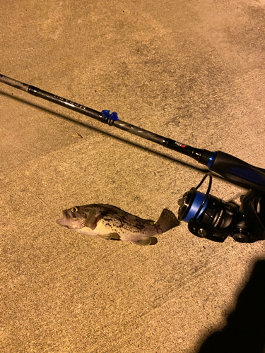 クロソイの釣果