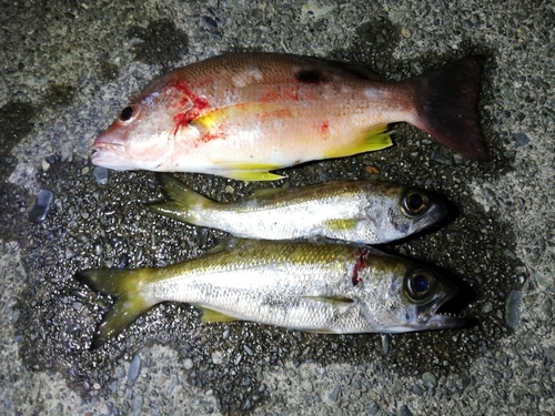 ムツの釣果