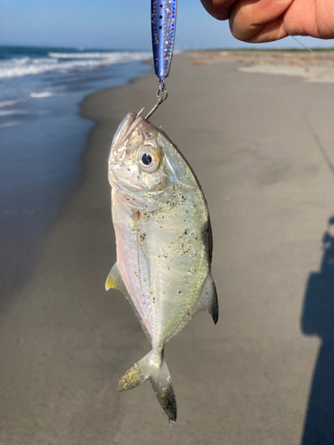 メッキの釣果