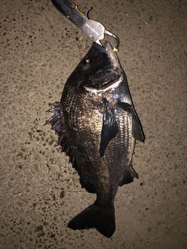 チヌの釣果