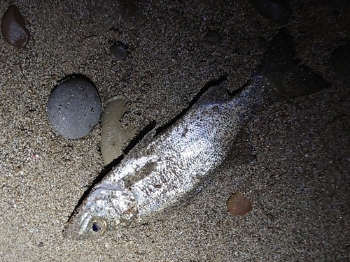 セイゴ（ヒラスズキ）の釣果