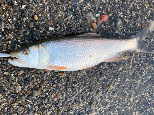 ケタバスの釣果