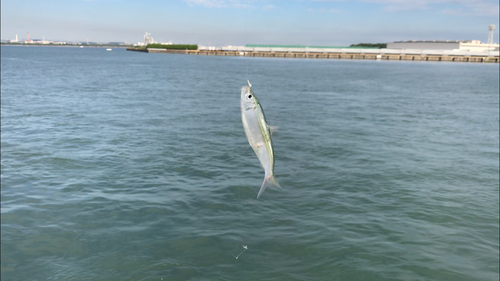 サッパの釣果