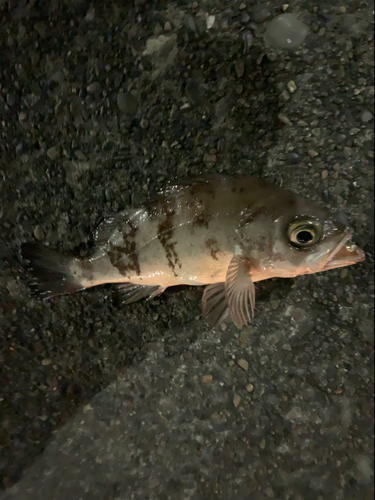 メバルの釣果