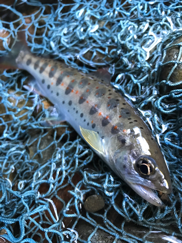 アマゴの釣果