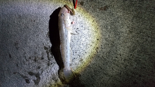 マハゼの釣果