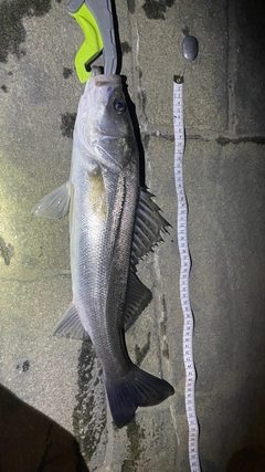 シーバスの釣果