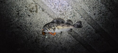 ソイの釣果