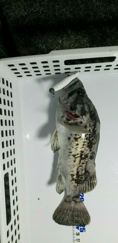 クロソイの釣果