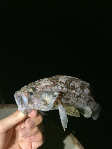 クロソイの釣果