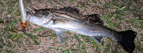 セイゴ（マルスズキ）の釣果