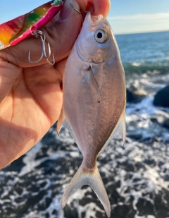 メッキの釣果