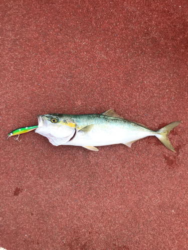 イナダの釣果