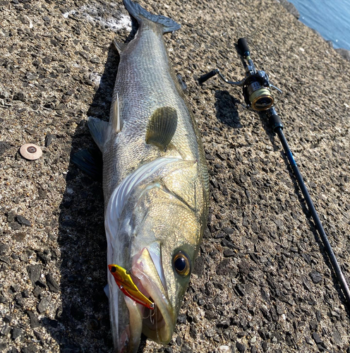 スズキの釣果