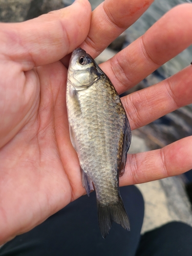 ギンブナの釣果