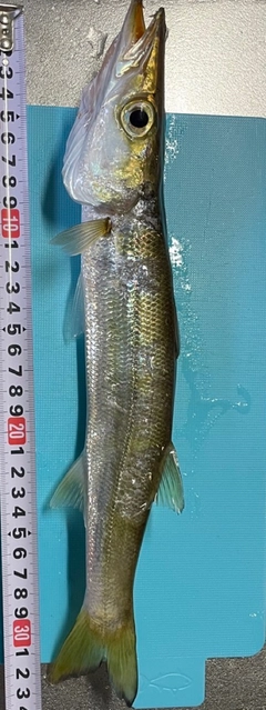 カマスの釣果