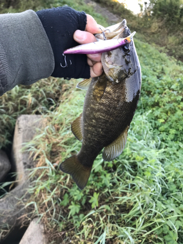 スモールマウスバスの釣果