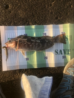 アイナメの釣果