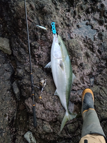 ブリの釣果