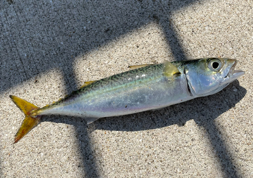 サバの釣果