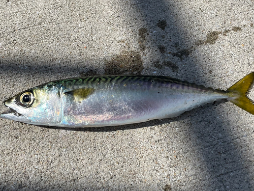 サバの釣果