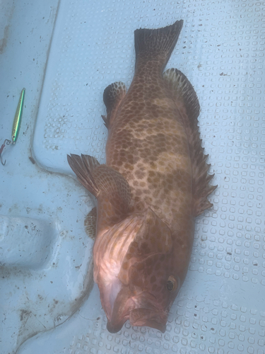 オオモンハタの釣果