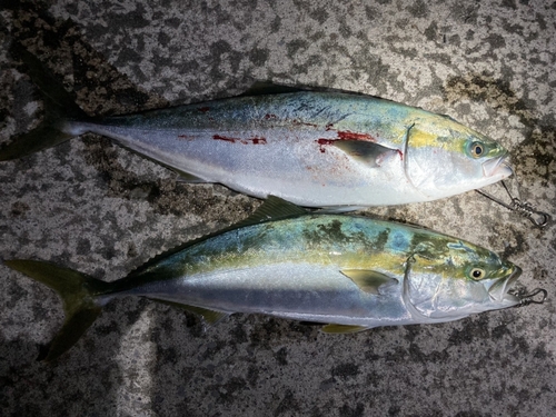 ハマチの釣果