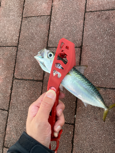 サバの釣果