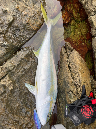 ヒラマサの釣果