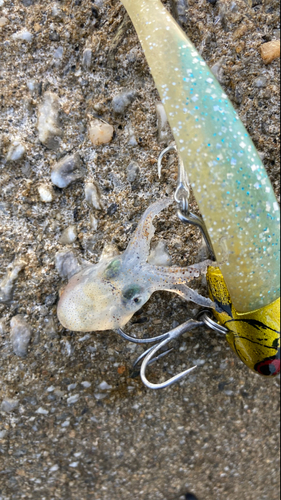 ミミイカの釣果