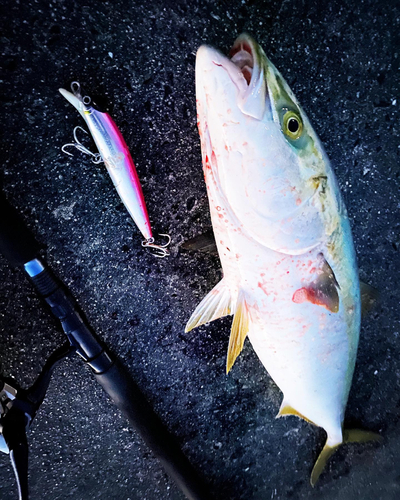 メジロの釣果