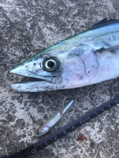 サゴシの釣果