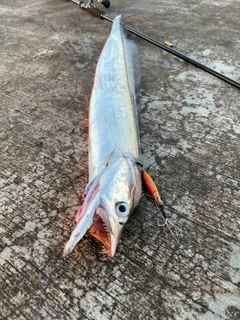 タチウオの釣果