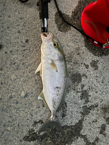 シオの釣果