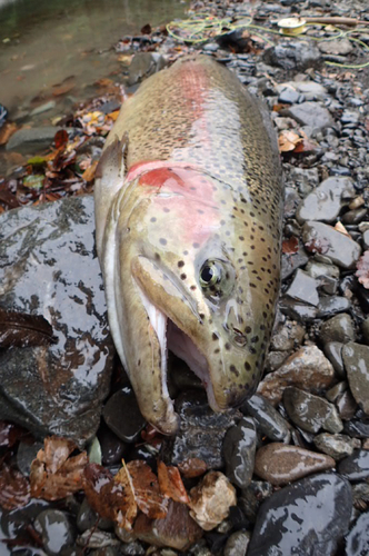 ニジマスの釣果