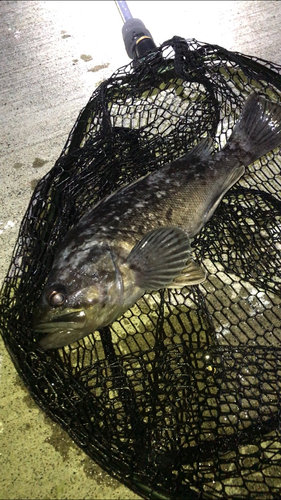 ソイの釣果